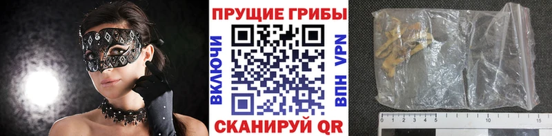 Купить  Медногорск  Галлюциногенные грибы Psilocybe 
